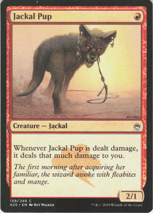 Jackal Pup #139