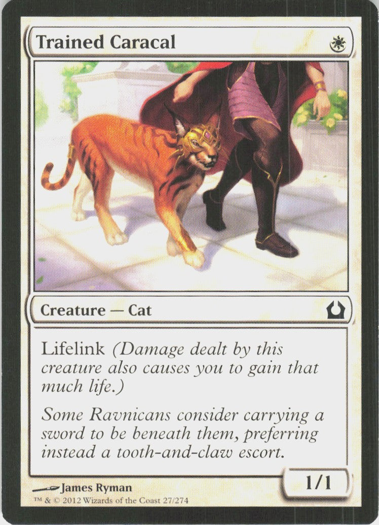 Trained Caracal #27
