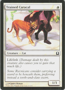 Trained Caracal #27